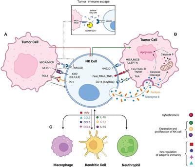 Contribution of natural killer cells in innate immunity against colorectal cancer